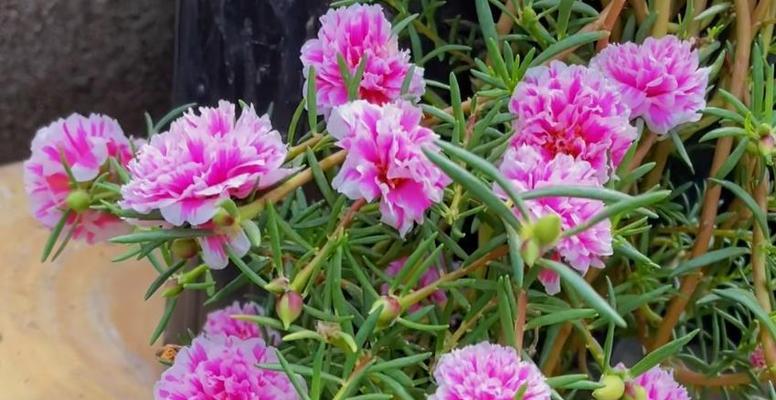 芙蓉树的养护技巧有哪些？如何促进其开花？