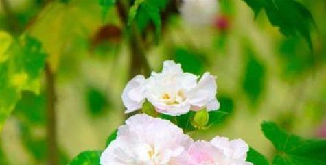 芙蓉树的养护技巧有哪些？如何促进其开花？