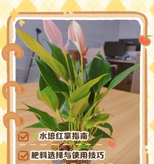 红掌繁殖的有效方法和常见问题是什么？