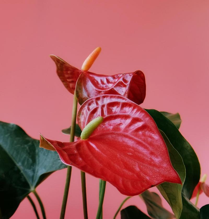 红掌不开花的常见原因是什么？如何促进红掌开花？