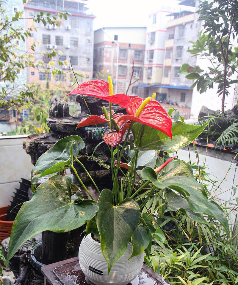 红掌不开花的常见原因是什么？如何促进红掌开花？