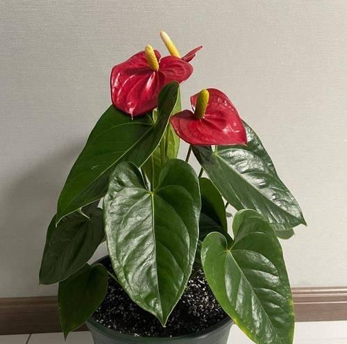 红掌不开花的常见原因是什么？如何促进红掌开花？