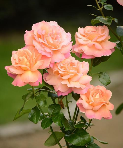 月季花有哪些品种名称？月季花品种大全如何分类？