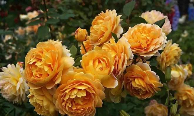 月季花有哪些品种名称？月季花品种大全如何分类？