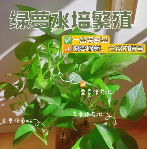 绿萝繁殖的简易方法是什么？