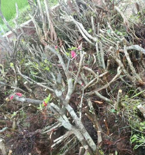 映山红桩的正确养护方法？