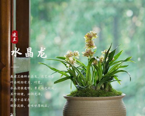 兰花分盆栽步骤是什么？