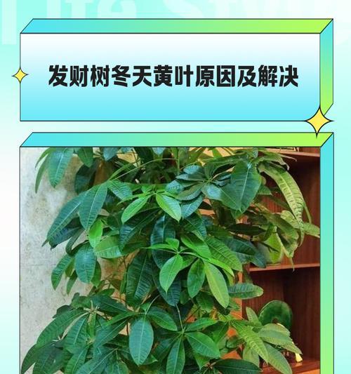 花草树木冬季过冬的技巧是什么？