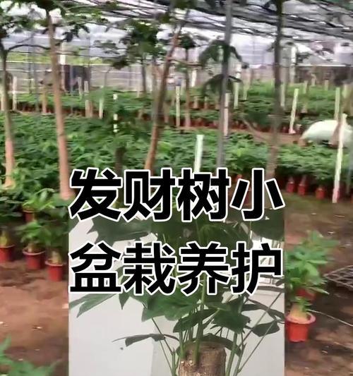 盆景养护的基本知识和常见问题？