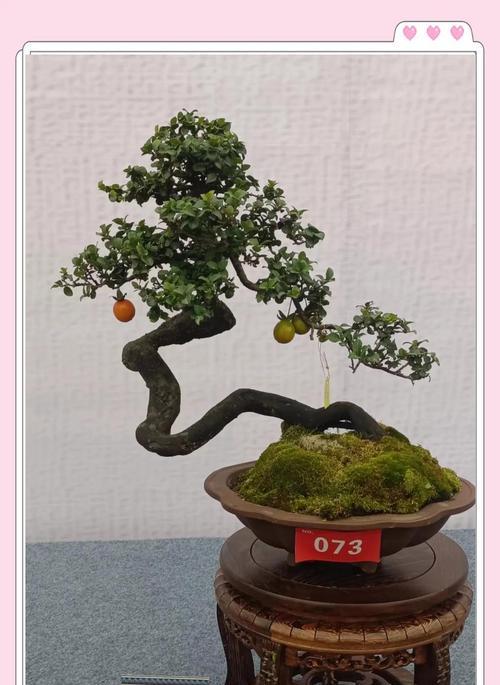 盆景养护的基本知识和常见问题？