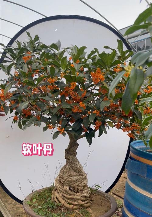 盆景养护的基本知识和常见问题？
