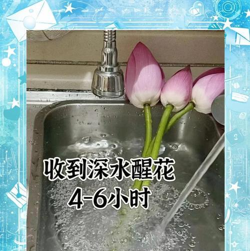 家养荷花的正确养护方法和常见问题？