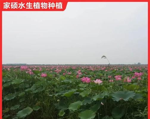 家养荷花的正确养护方法和常见问题？