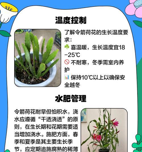 家养荷花的正确养护方法和常见问题？