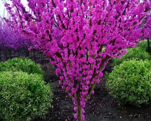 花树苗品种如何选择？哪些花树苗品种最适合家庭种植？