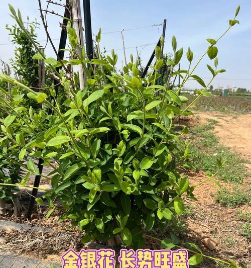 花树苗品种如何选择？哪些花树苗品种最适合家庭种植？