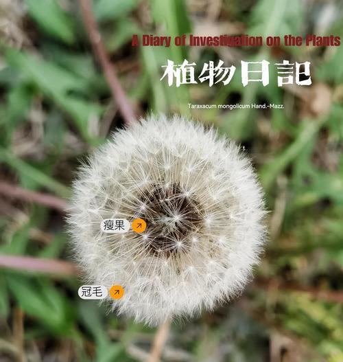 蒲公英的象征意义是什么？