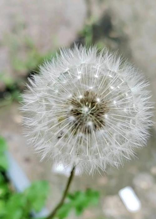 蒲公英的象征意义是什么？