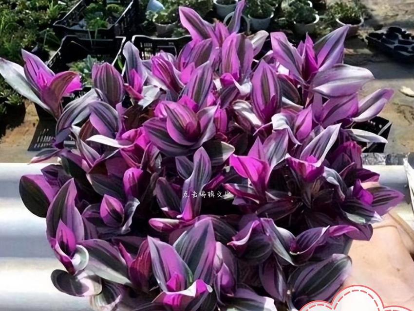 吊篮花卉品种推荐？如何悬挂养护？