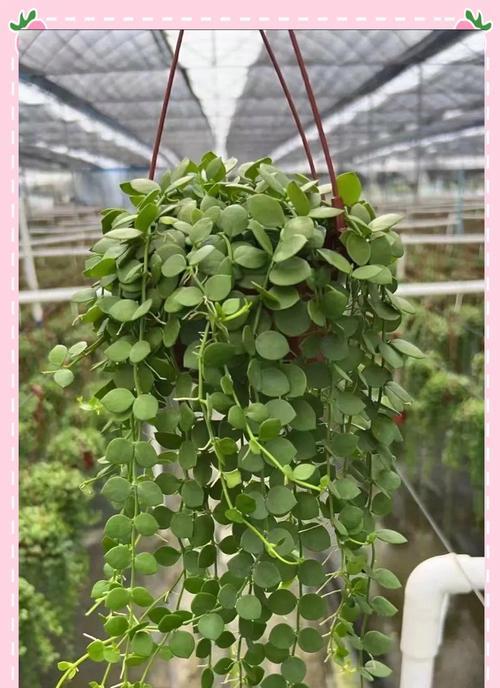 吊篮花卉品种推荐？如何悬挂养护？