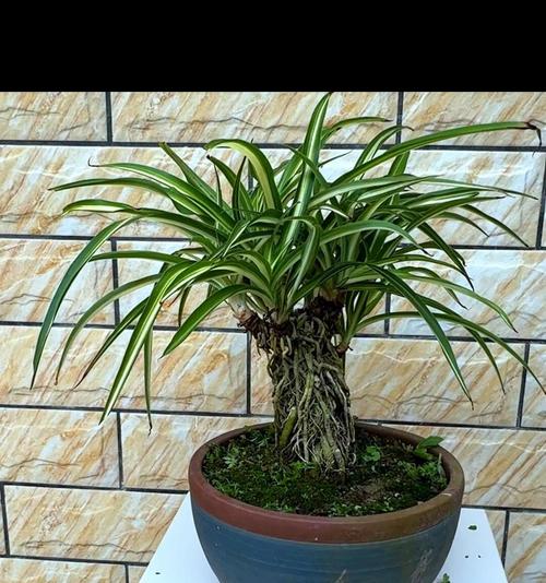 吊篮花卉品种推荐？如何悬挂养护？