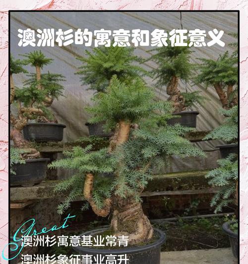 澳洲衫的养殖方法和注意事项是什么？