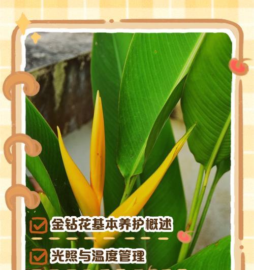 花卉金钻的养殖方法有哪些？