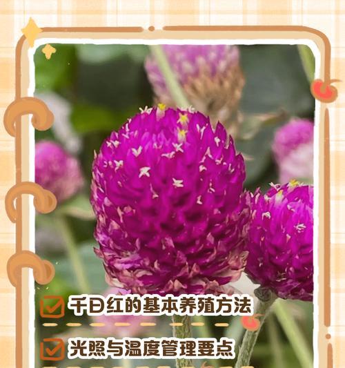 百日红的养护管理要点是什么？