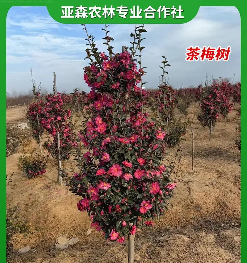 红梅种植的要点是什么？如何让红梅长得更好？