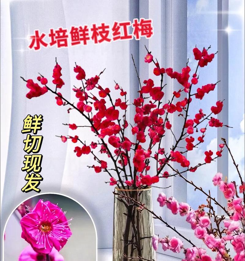 红梅种植的要点是什么？如何让红梅长得更好？