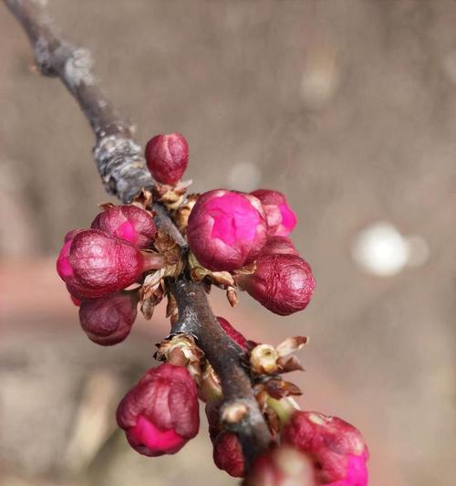 红梅种植的要点是什么？如何让红梅长得更好？