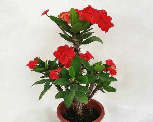 刺梅品种有哪些？刺梅品种的养护与特点是什么？
