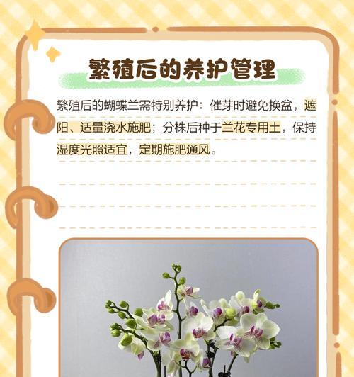 蝴蝶兰繁殖有哪些方法？哪种方式最适合家庭种植？