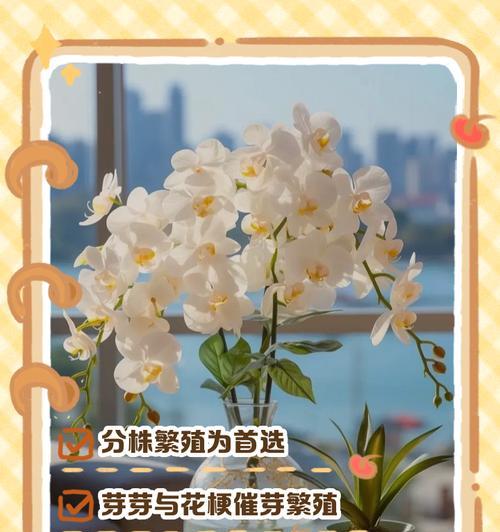 蝴蝶兰繁殖有哪些方法？哪种方式最适合家庭种植？