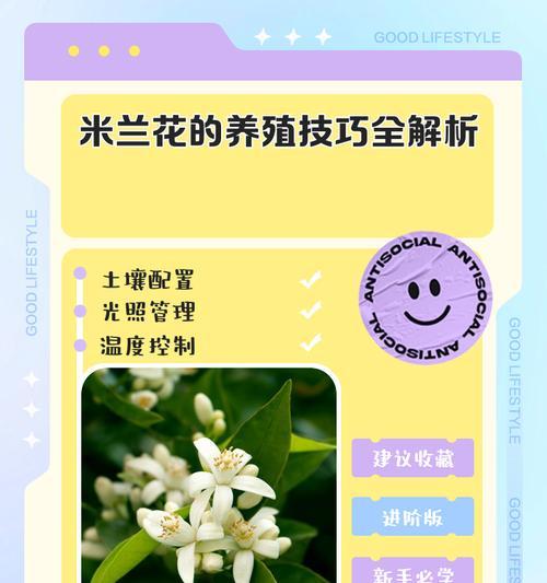 米兰花繁殖方法有哪些？如何成功繁殖米兰花？