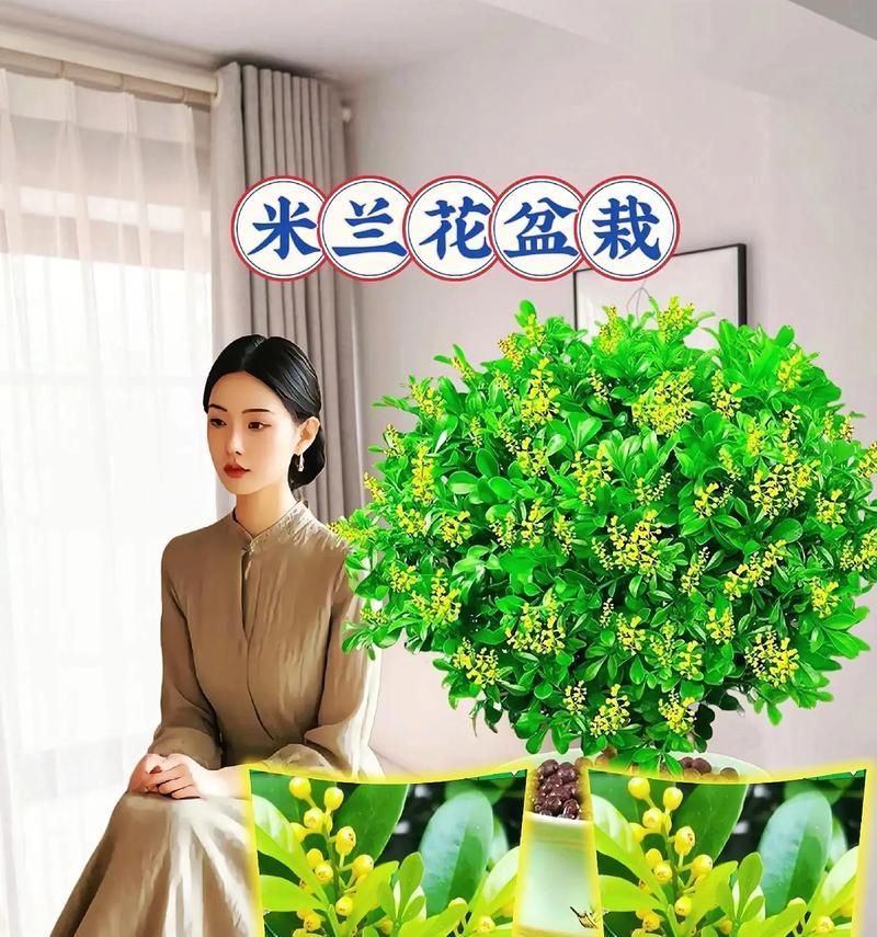 米兰花繁殖方法有哪些？如何成功繁殖米兰花？