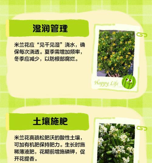 米兰花繁殖方法有哪些？如何成功繁殖米兰花？