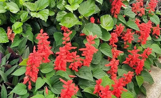 二年生草花有哪些种类？如何选择适合的二年生草花？
