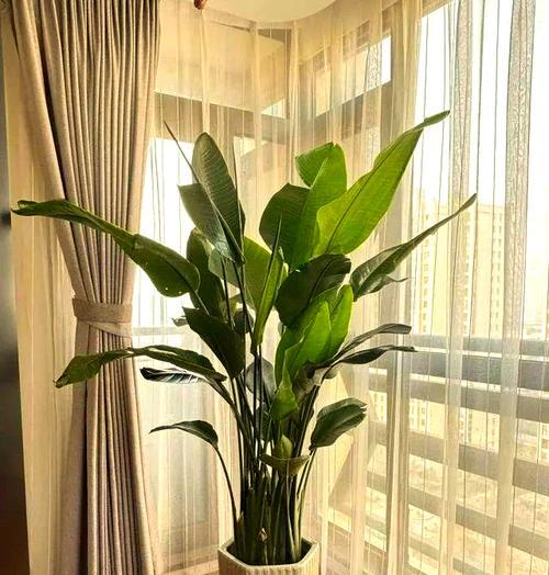 室内环境适合放置哪些花草？