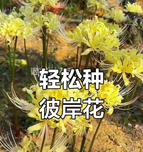 彼岸花的最佳种植时间是什么时候？