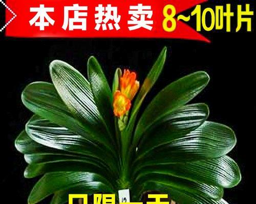 如何鉴别君子兰的不同品种？君子兰品种的特征是什么？