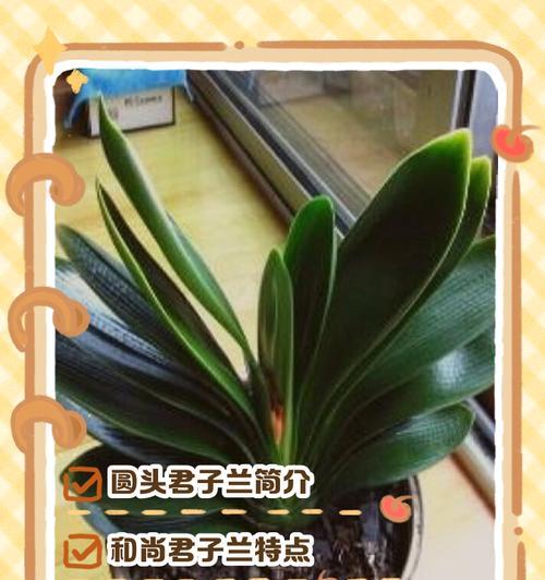 如何鉴别君子兰的不同品种？君子兰品种的特征是什么？