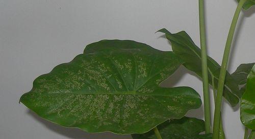 滴水观音换盆的最佳时机和步骤是什么？