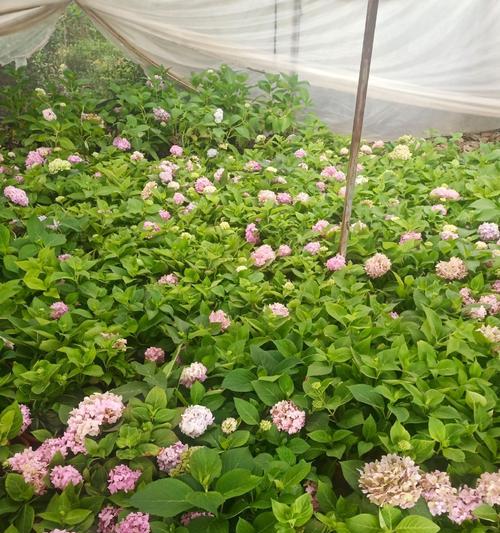 八仙绣球有哪些品种？各自的花色是什么？