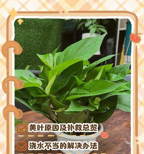 绿箩叶子发黄的补救措施有哪些？