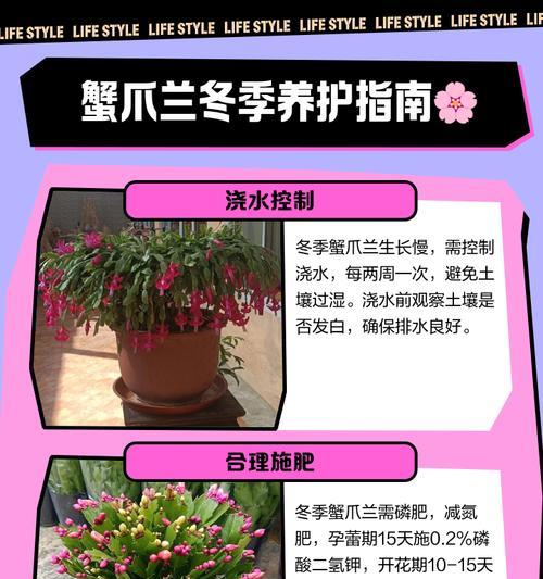 蟹爪兰快速生长的秘诀是什么？