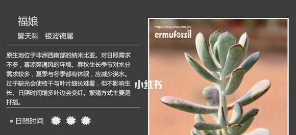 福娘植物的浇水技巧是什么？如何避免过度浇水？