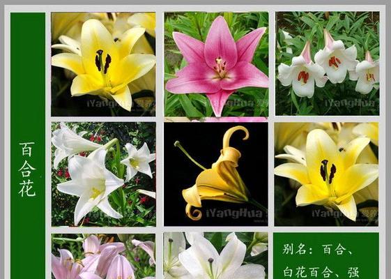 五瓣梅叶子发黄是什么原因？如何进行有效救治？
