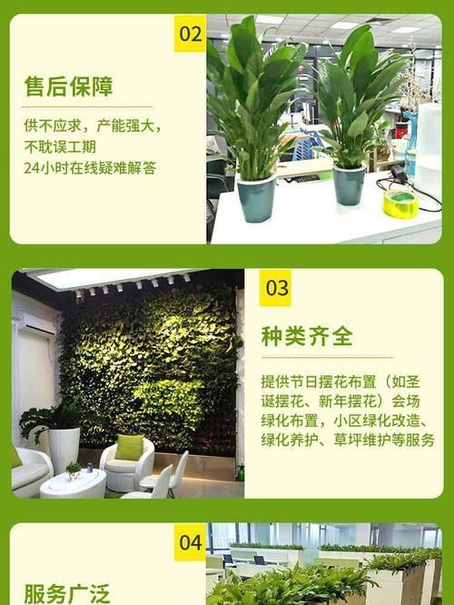 金镶玉竹的养护要点有哪些？