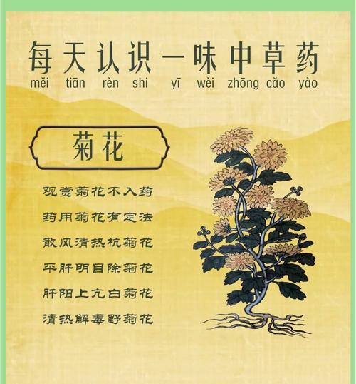 菊花有哪些特点？菊花的品种和特性介绍是什么？